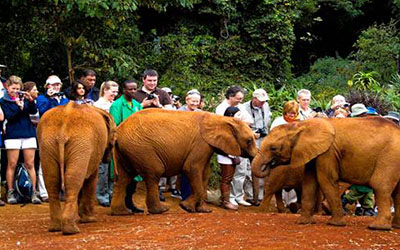 Elephant Orphanage 1